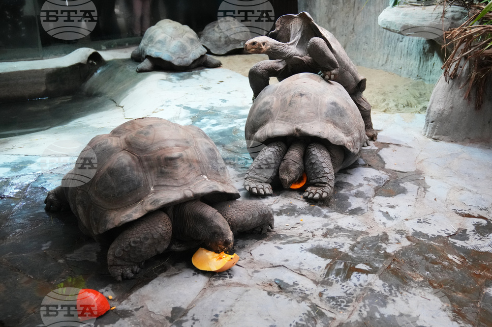 Czech Republic Halloween Zoo
