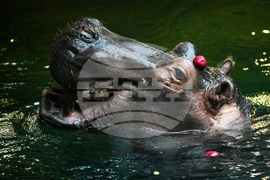 Czech Republic Halloween Zoo