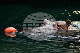 Czech Republic Halloween Zoo