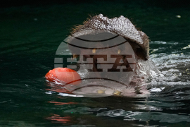 Czech Republic Halloween Zoo