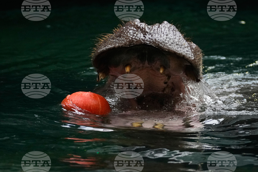 Czech Republic Halloween Zoo