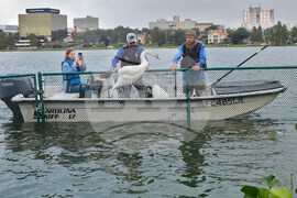 Swan Checkup Florida