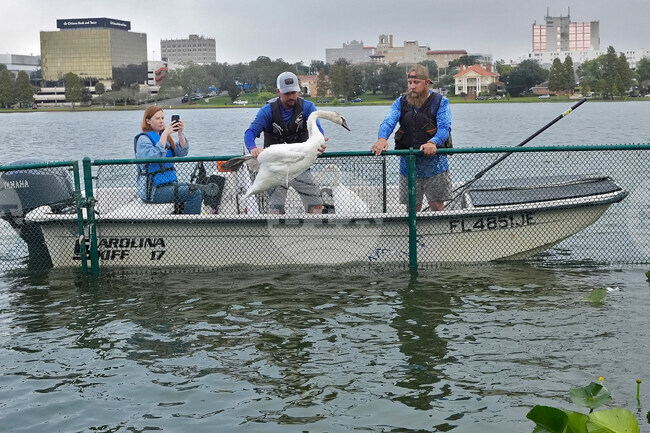 Swan Checkup Florida