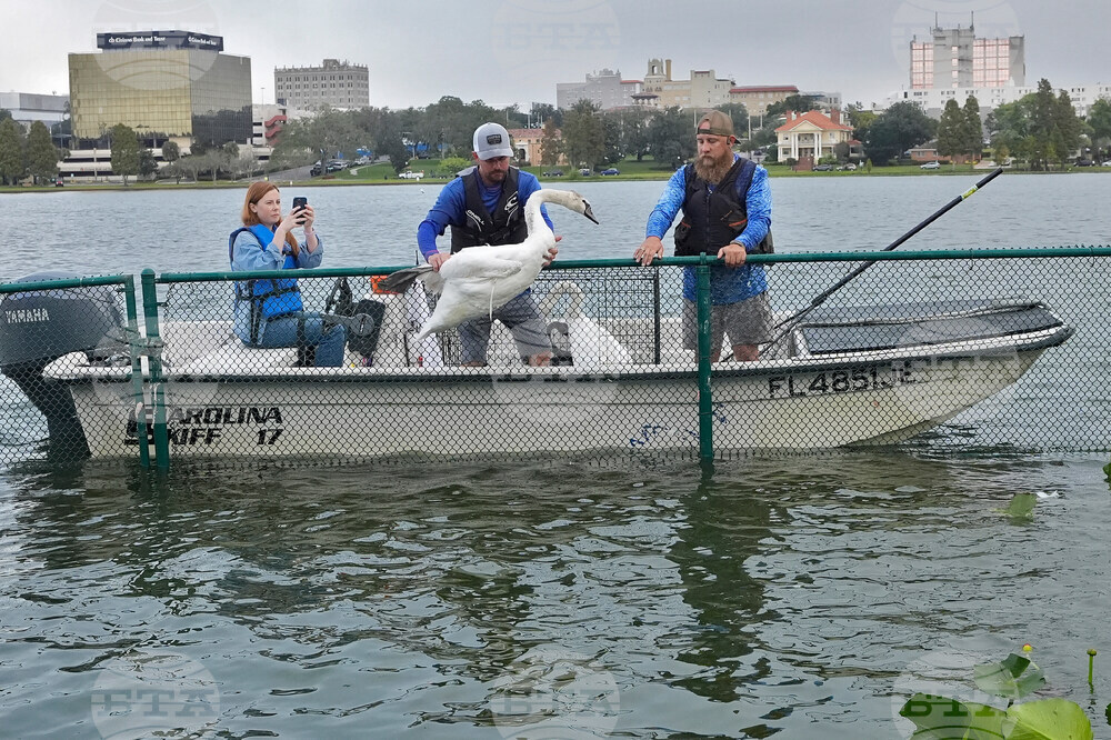 Swan Checkup Florida