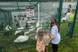 Swan Checkup Florida