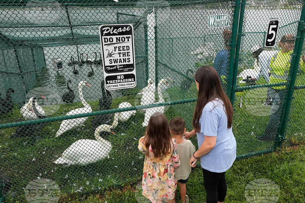 Swan Checkup Florida