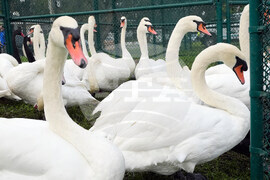 Swan Checkup Florida