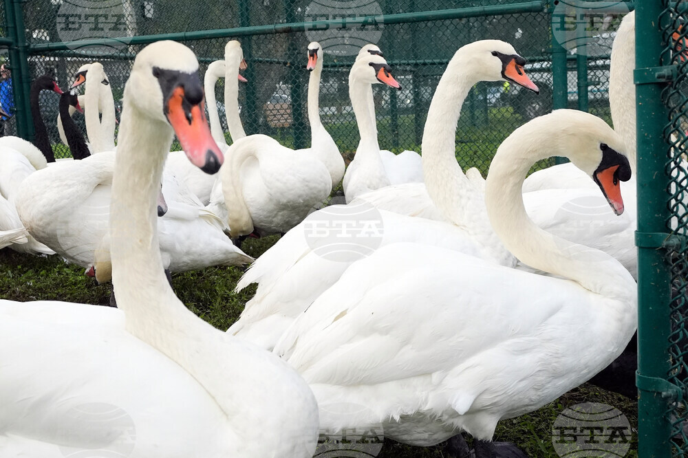 Swan Checkup Florida
