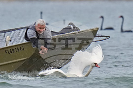 Swan Checkup Florida
