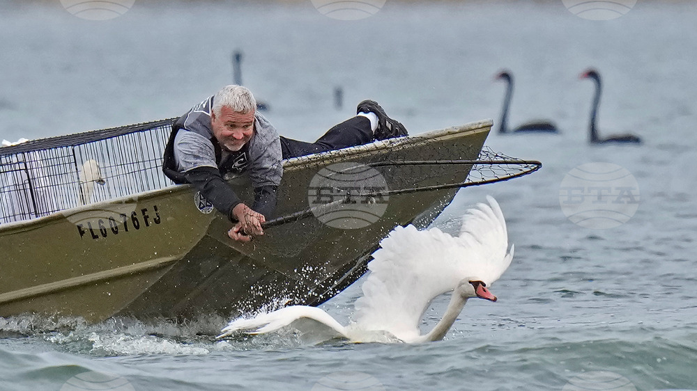 Swan Checkup Florida