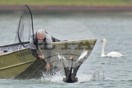 Swan Checkup Florida