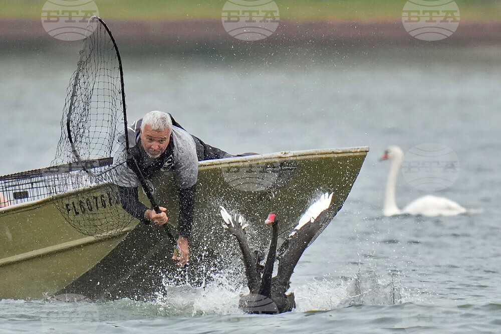 Swan Checkup Florida