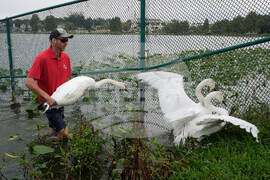 Swan Checkup Florida