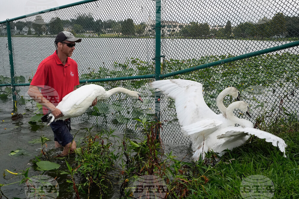 Swan Checkup Florida