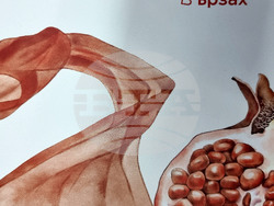 Монтана - „Аз тъкмо свободата си развързах“ - изложба