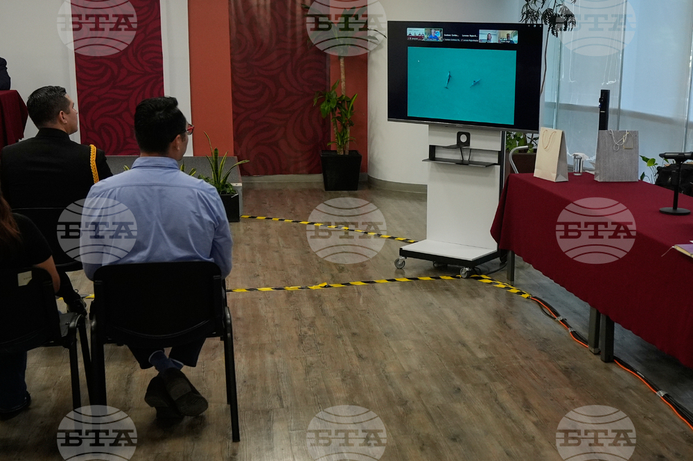 Mexico Vaquita Porpoise