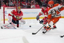 Ducks Panthers Hockey