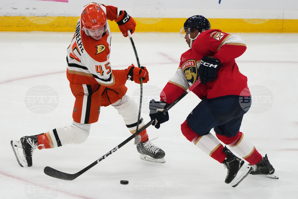 Ducks Panthers Hockey