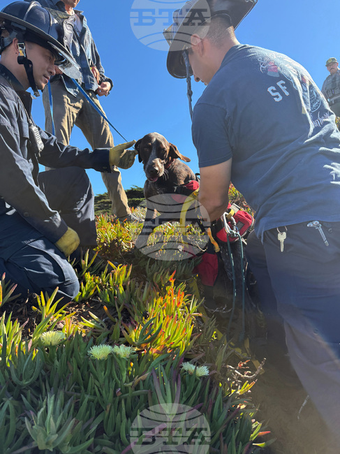 Dog Cliff Rescue