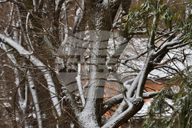 Исперих - зима