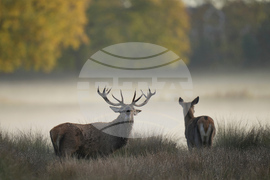 Britain Deer