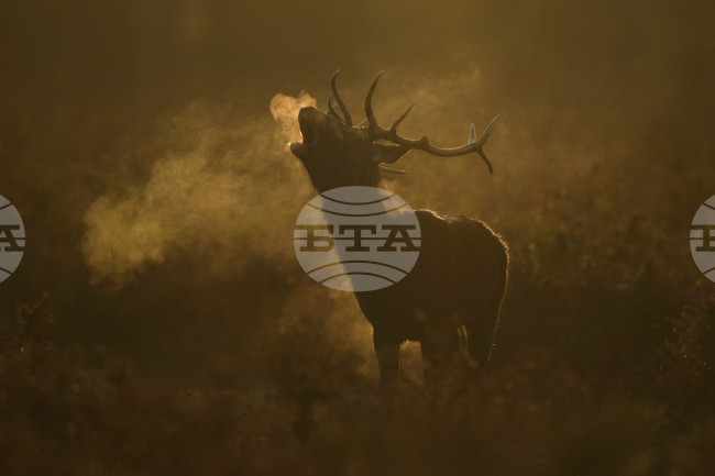 APTOPIX Britain Deer