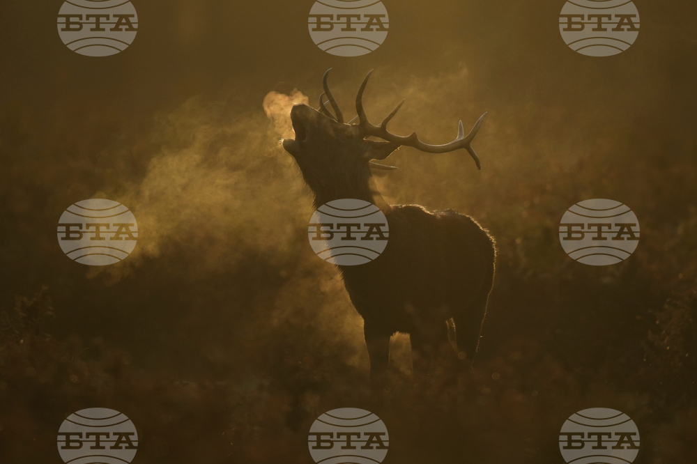 APTOPIX Britain Deer