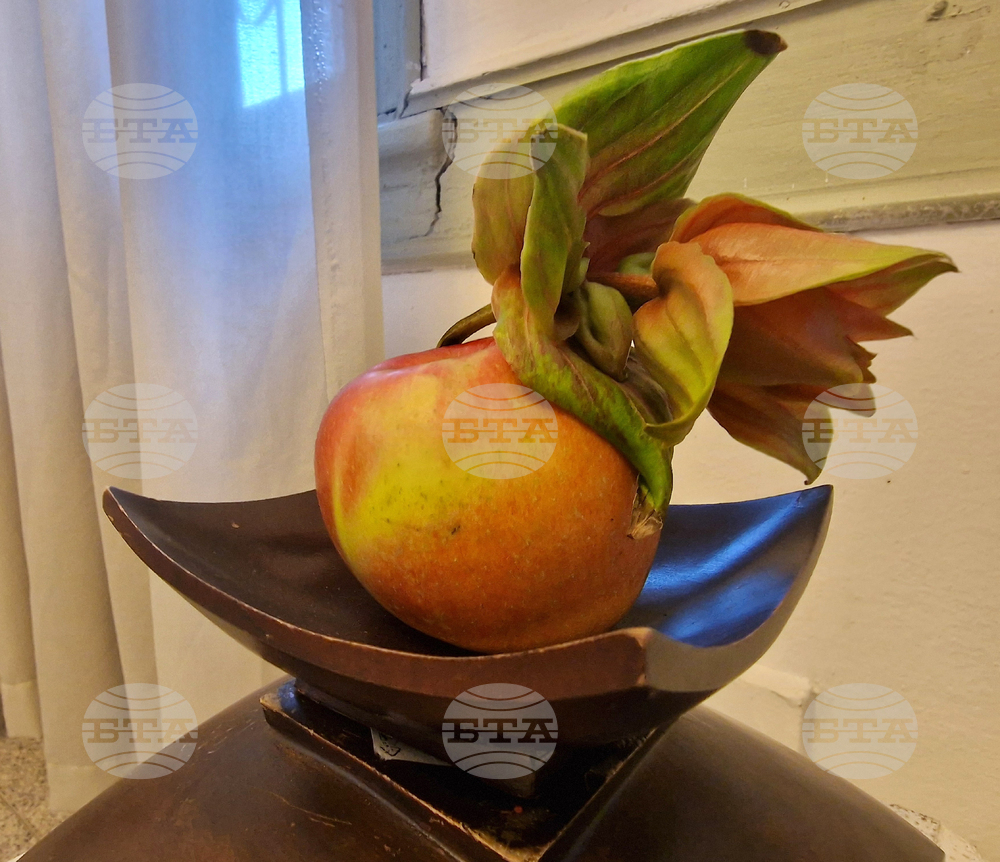 Хасково - Дни на японската култура - икебана