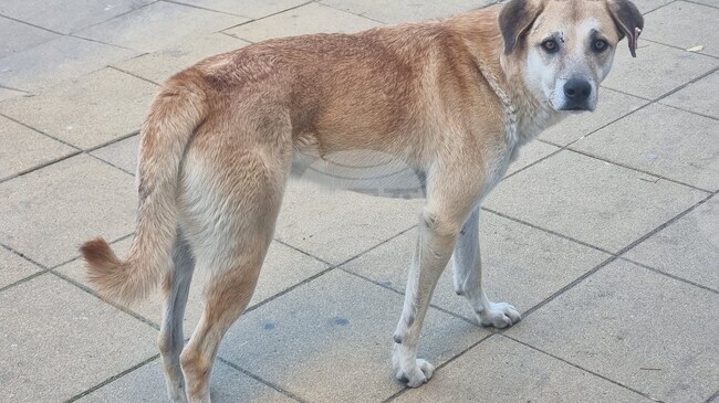 Програма за овладяване популацията на безстопанствените кучета до 2030 г. приеха общинските съветници в Кирково