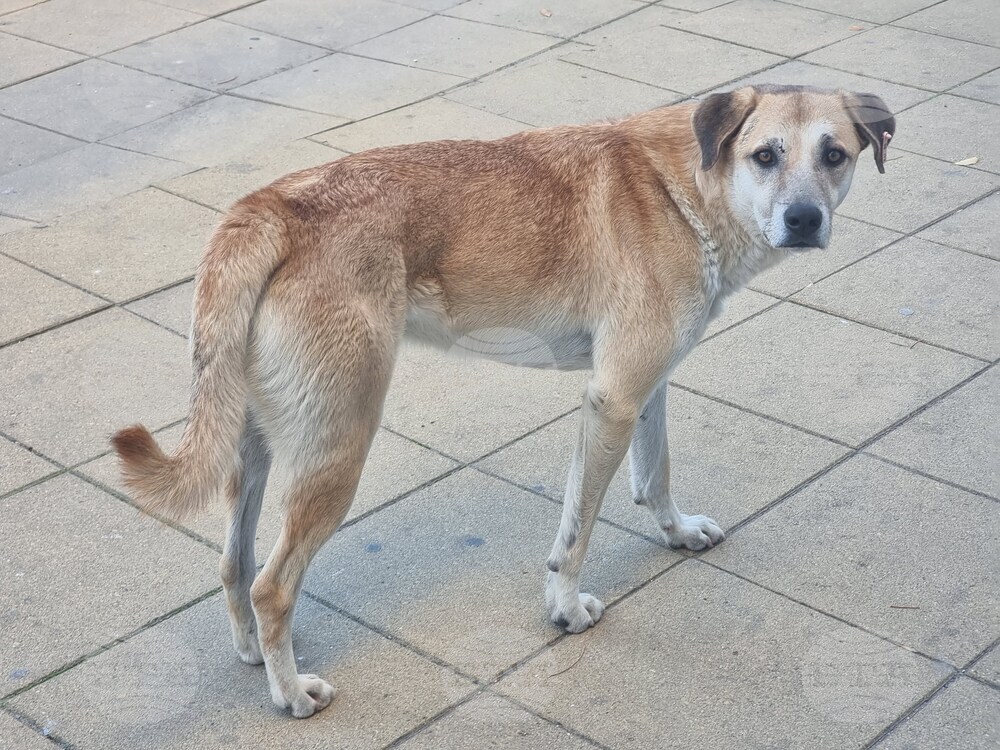 Програма за овладяване популацията на безстопанствените кучета до 2030 г. приеха общинските съветници в Кирково