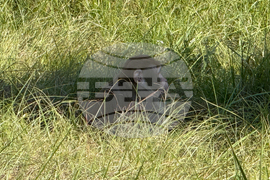 Mississippi Monkey Escape