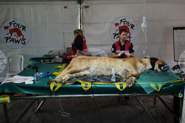 Argentina Stranded Animal Rescue