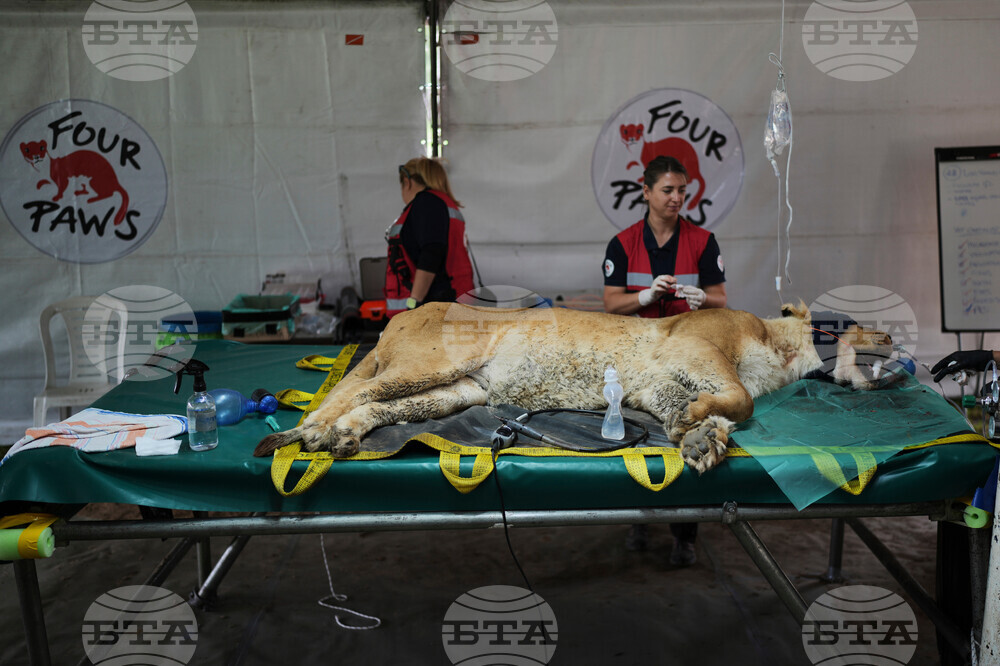 Argentina Stranded Animal Rescue