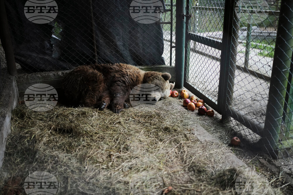 Argentina Stranded Animal Rescue
