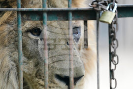Argentina Stranded Animal Rescue