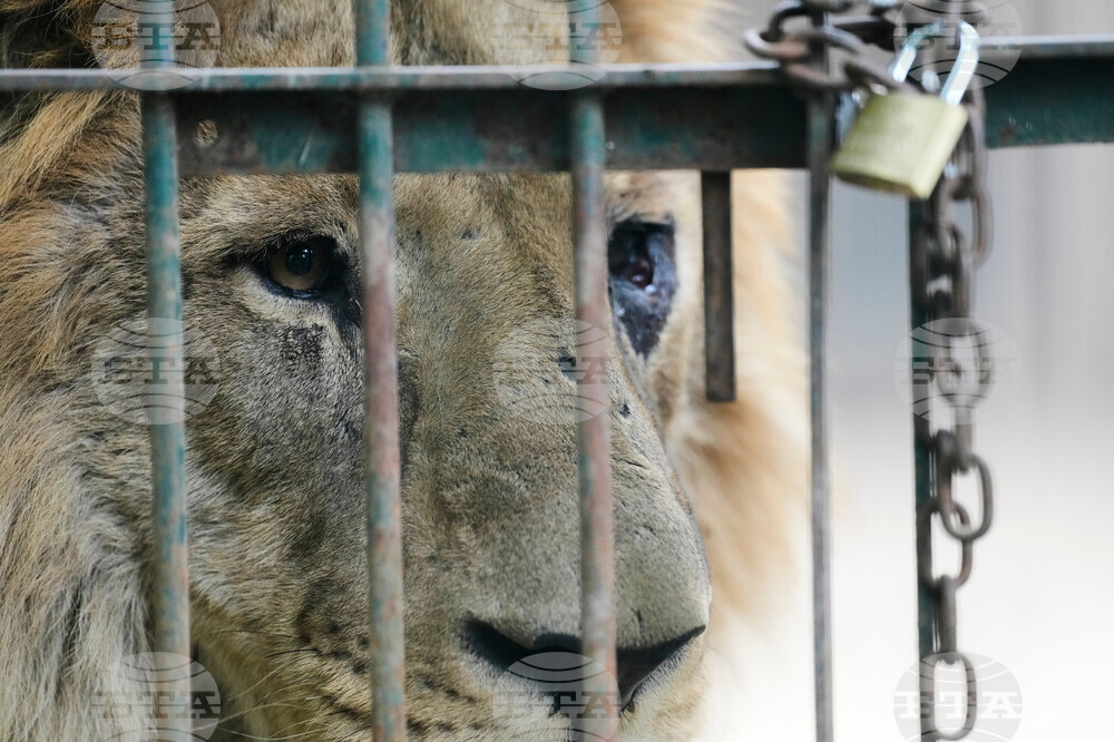 Argentina Stranded Animal Rescue