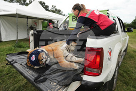 Argentina Stranded Animal Rescue