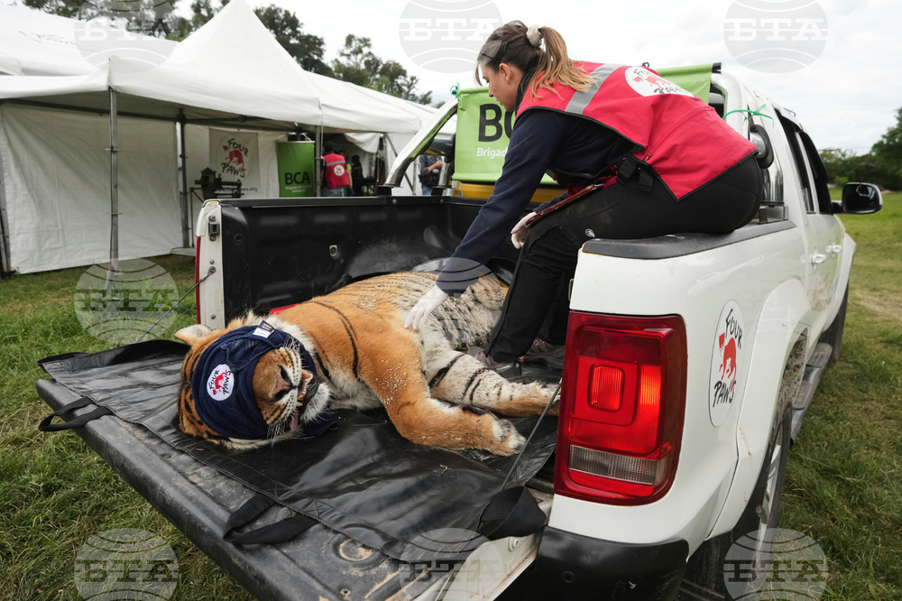 Argentina Stranded Animal Rescue