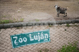 Argentina Stranded Animal Rescue