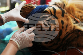 Argentina Stranded Animal Rescue