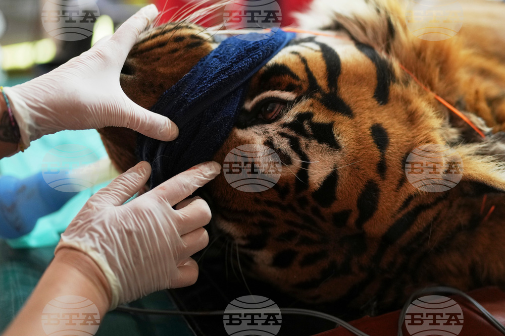 Argentina Stranded Animal Rescue