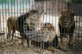 Argentina Stranded Animal Rescue