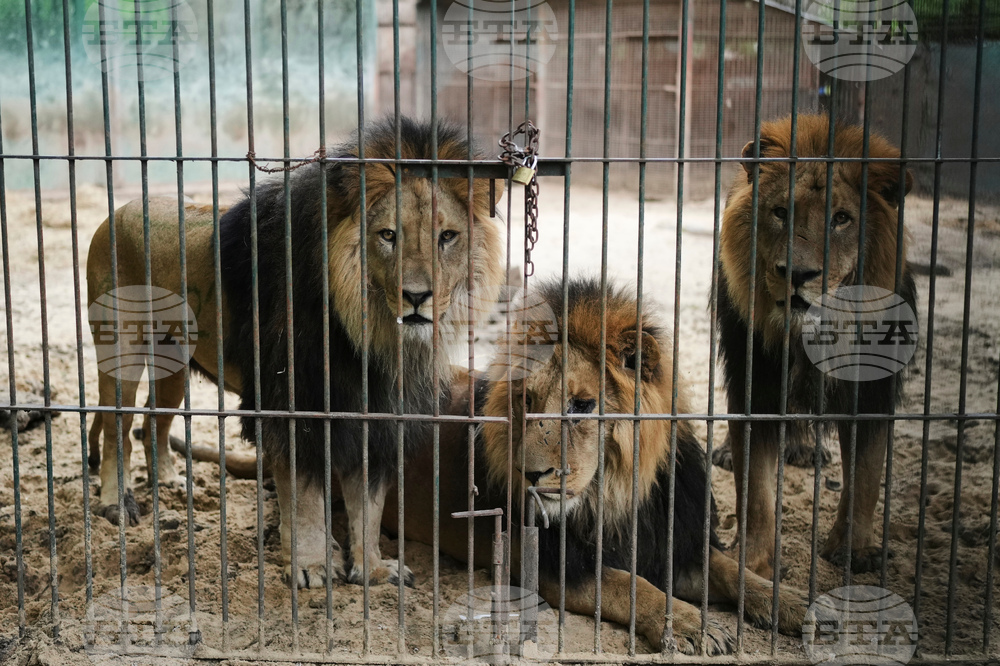 Argentina Stranded Animal Rescue