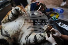Argentina Stranded Animal Rescue