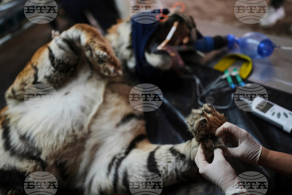 Argentina Stranded Animal Rescue