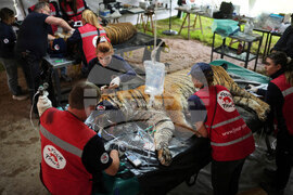Argentina Stranded Animal Rescue