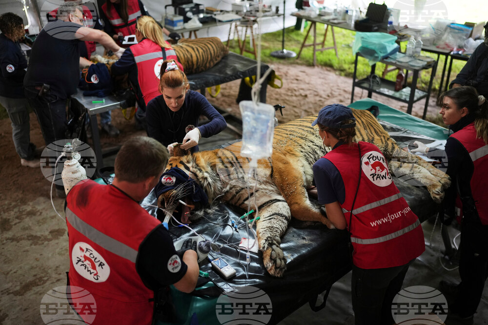 Argentina Stranded Animal Rescue