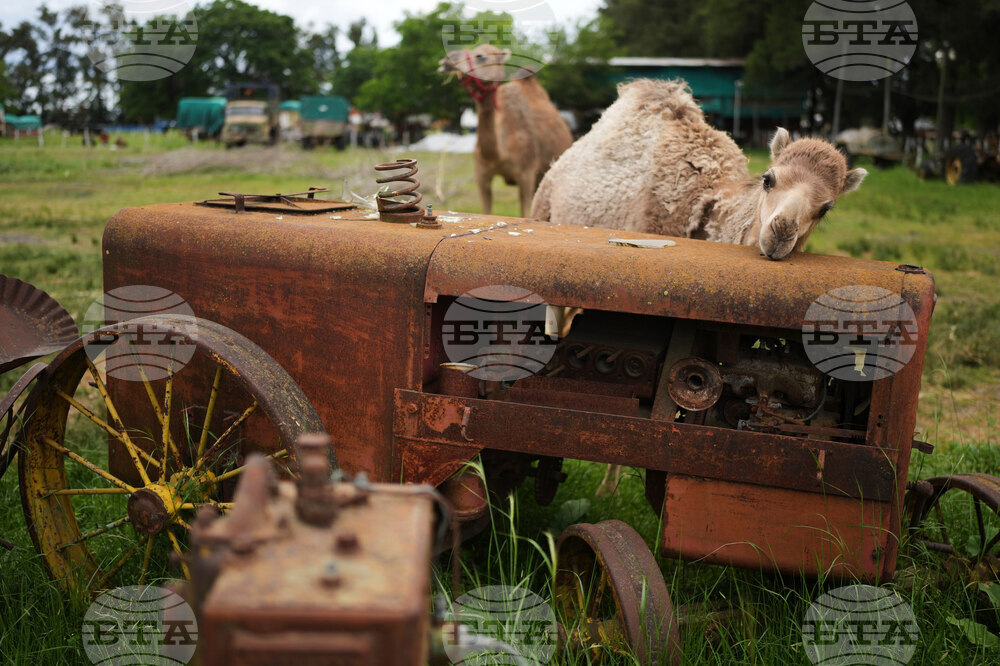 Argentina Stranded Animal Rescue