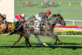 Del Mar Horse Racing