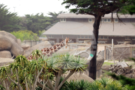 San Francisco Zoo